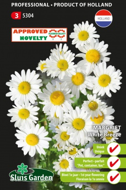 Margriet White Breeze (Chrysanthemum) 100 zaden